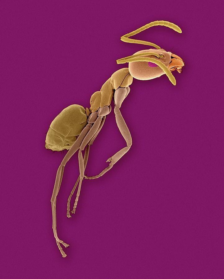 Argentine Ant #1 Photograph by Dennis Kunkel Microscopy/science Photo Library