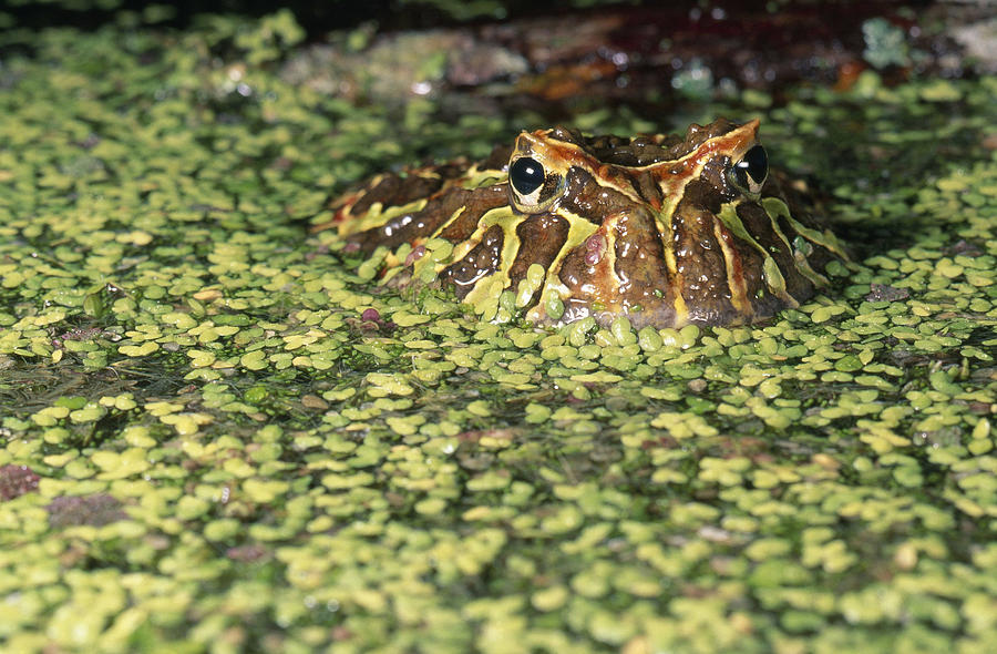 Argentine Horned Frog #1 Photograph by F. Stuart Westmorland
