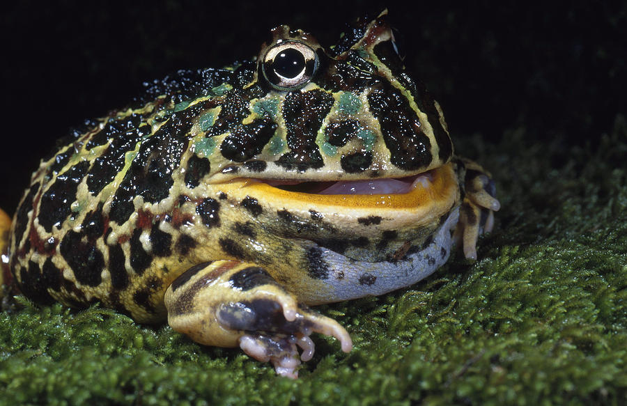 Argentine Horned Frog #1 Photograph by Richard Hansen