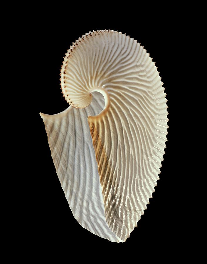 Argonaut Octopus Eggcase Shell #1 Photograph by Gilles Mermet