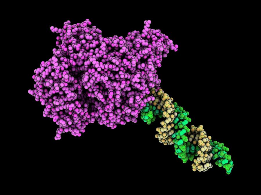 Argonaute Protein Complexed With Rna Photograph by Laguna Design ...