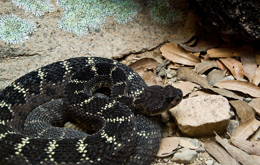 Arizona Black Rattlesnake #1 Photograph by Douglas Barnett
