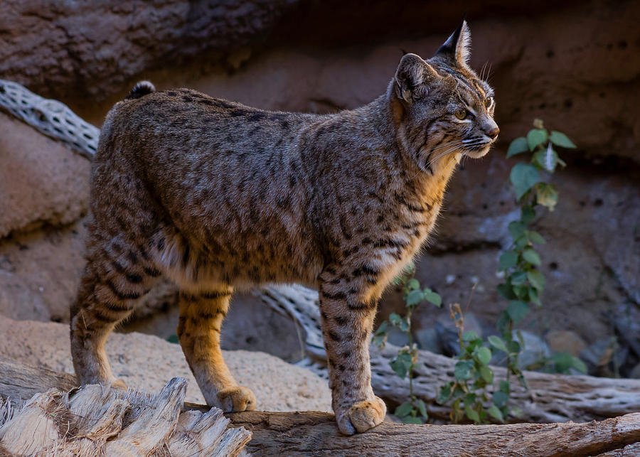 Arizona Bobcat Photograph by Pete Mecozzi - Fine Art America