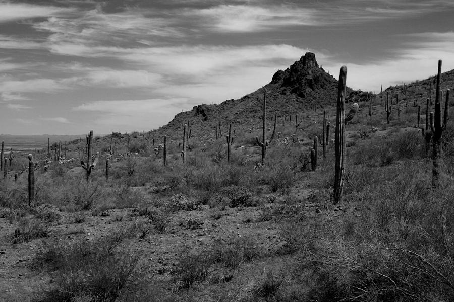 Arizona Cacti #1 Photograph by Scott Cunningham