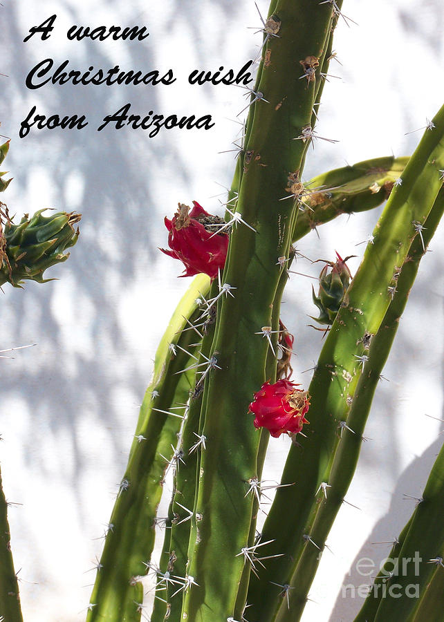 Arizona Christmas Card - Cactus Flower #1 Photograph by Kathy McClure