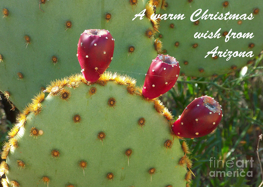 Arizona Christmas Card - Tuna on Nopal #1 Photograph by Kathy McClure