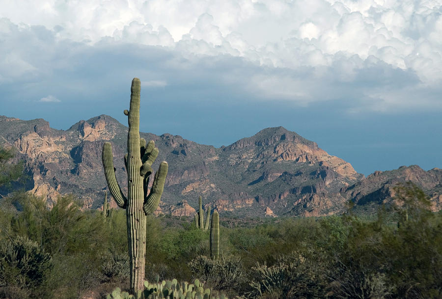 Arizona Desert #1 Photograph by Tam Ryan