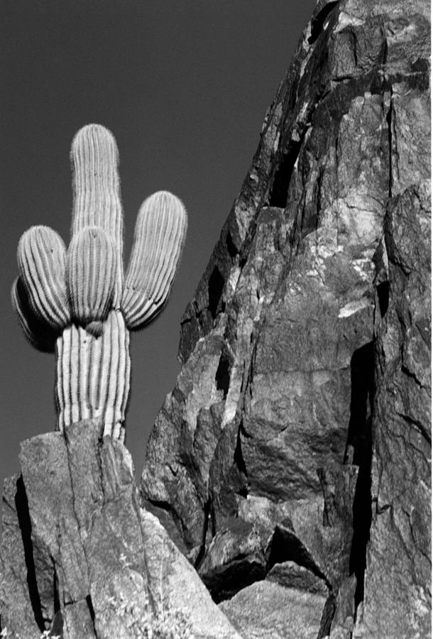 Arizona Sagauro Cactus #1 Photograph by Robert Lozen