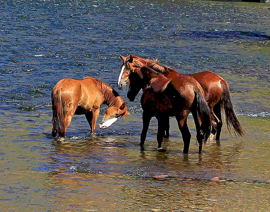 Arizona Wild Horses on the Salt River #1 Photograph by Matalyn Gardner