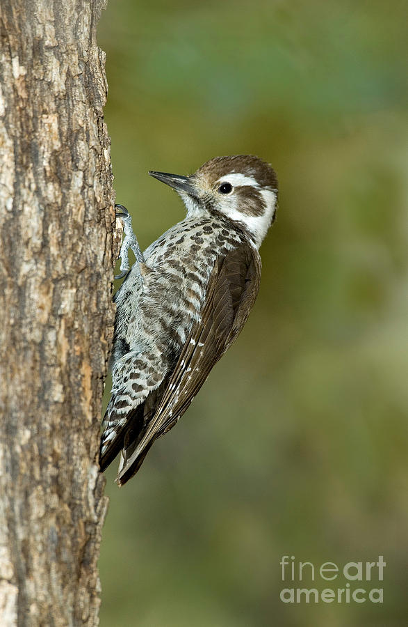 Arizona Woodpecker #1 Photograph by Anthony Mercieca