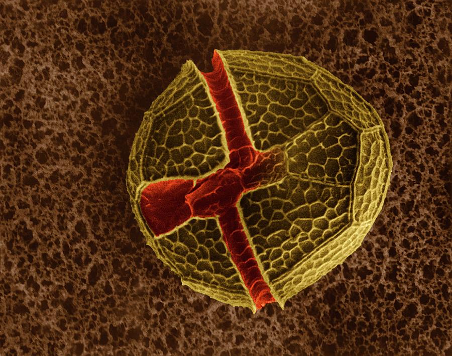 Armoured Dinoflagellate (peridinium Sp.) #1 Photograph by Dennis Kunkel Microscopy/science Photo Library