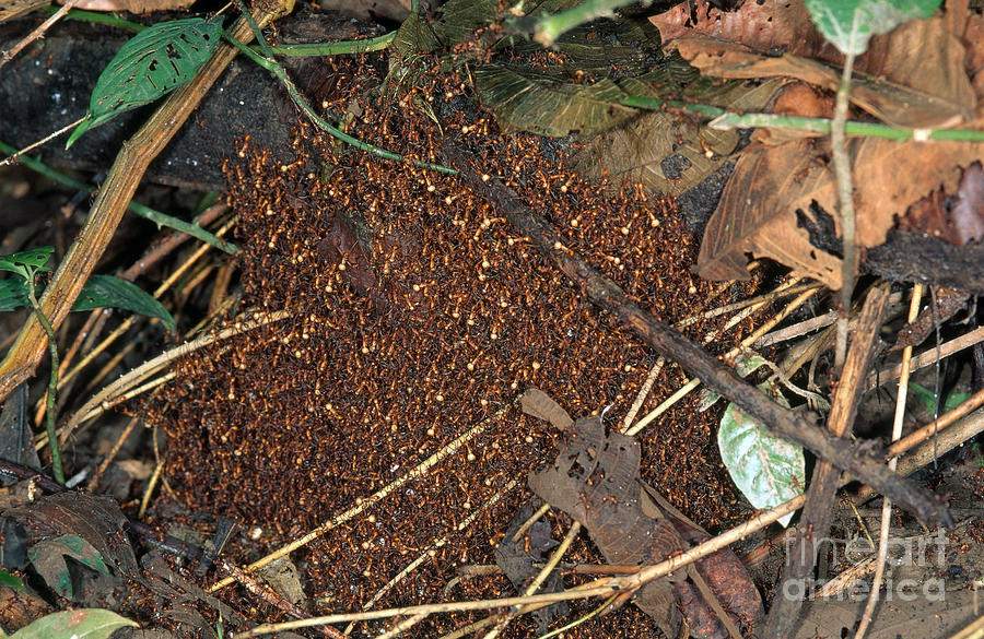 Ant Photograph - Army Ant Bivouac Site #1 by Gregory G. Dimijian, M.D.