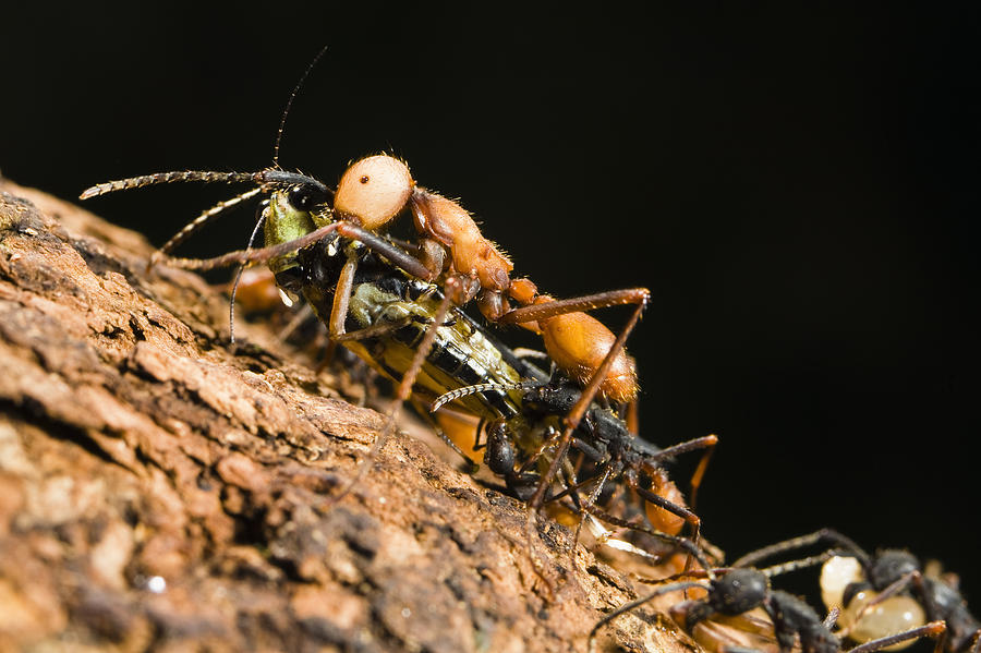 Army Ant Carrying Cricket La Selva #1 Photograph by Konrad Wothe