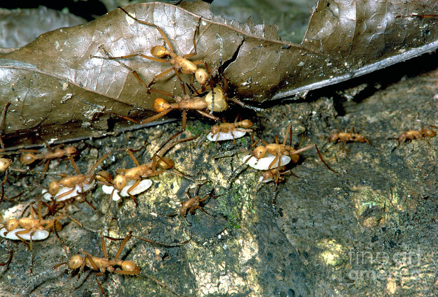 Army Ants #1 Photograph by Gregory G. Dimijian, M.D.