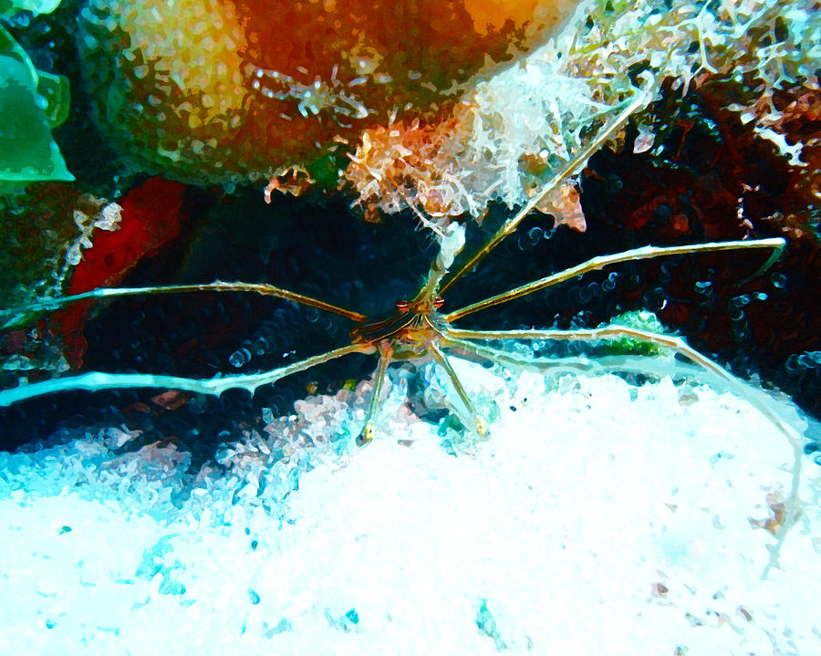 Arrow Crab Photograph