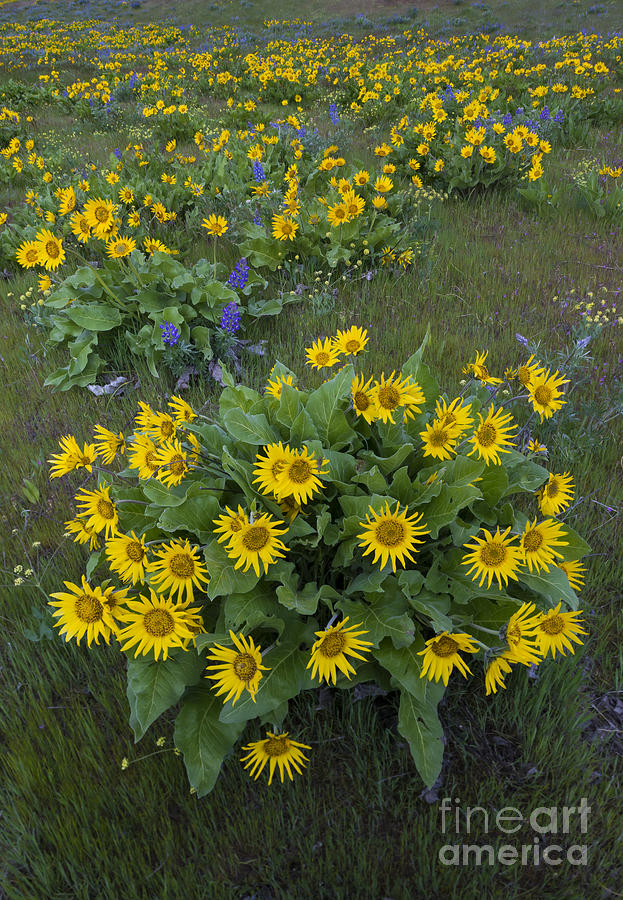 Arrowleaf Balsamroot And Lupine #1 Photograph by John Shaw