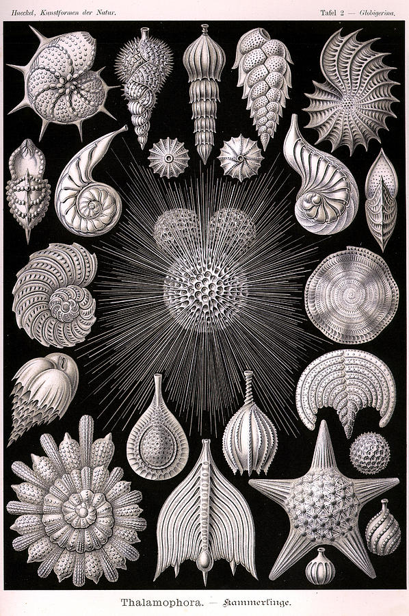 Art Forms In Nature Painting by Ernst Haeckel Fine Art America