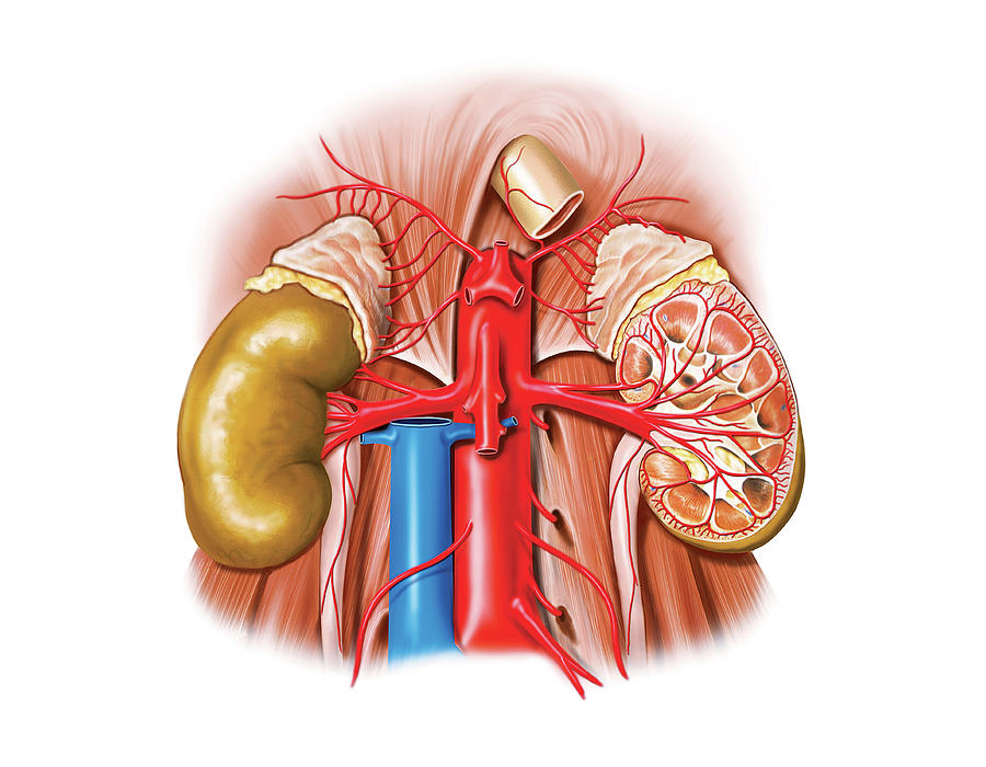 Arterial System Of Gastrointestinal Tract By Asklepios Medical Atlas Porn Sex Picture 9926