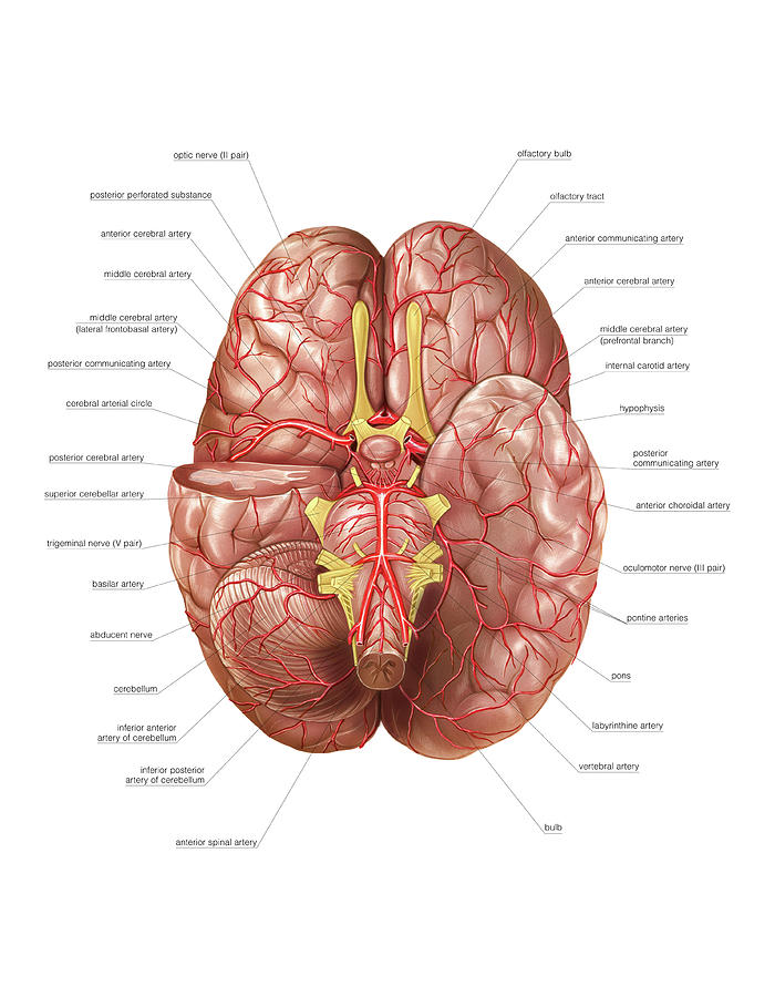 Arterial System Of The Brain