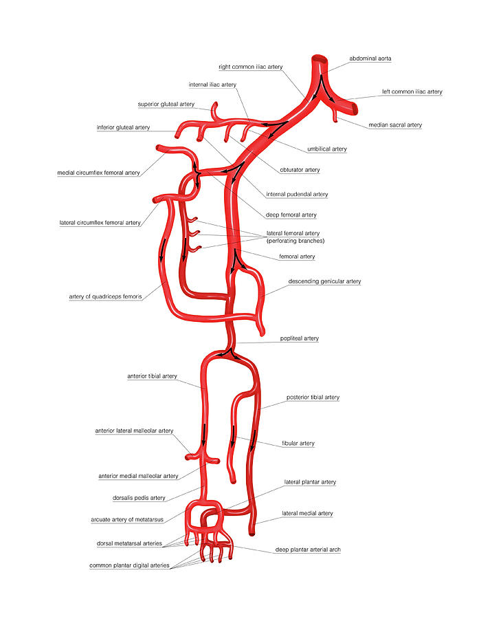 Arterial System Of The Pelvis And Leg Photograph By Asklepios Medical