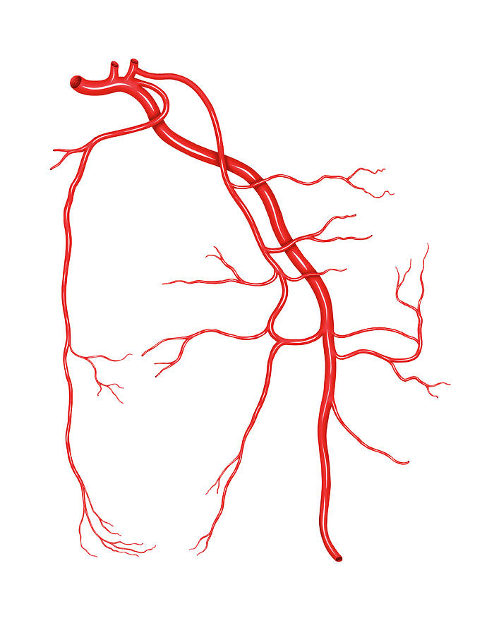 Arterial System Of The Scapular Photograph By Asklepios Medical Atlas Pixels 5606