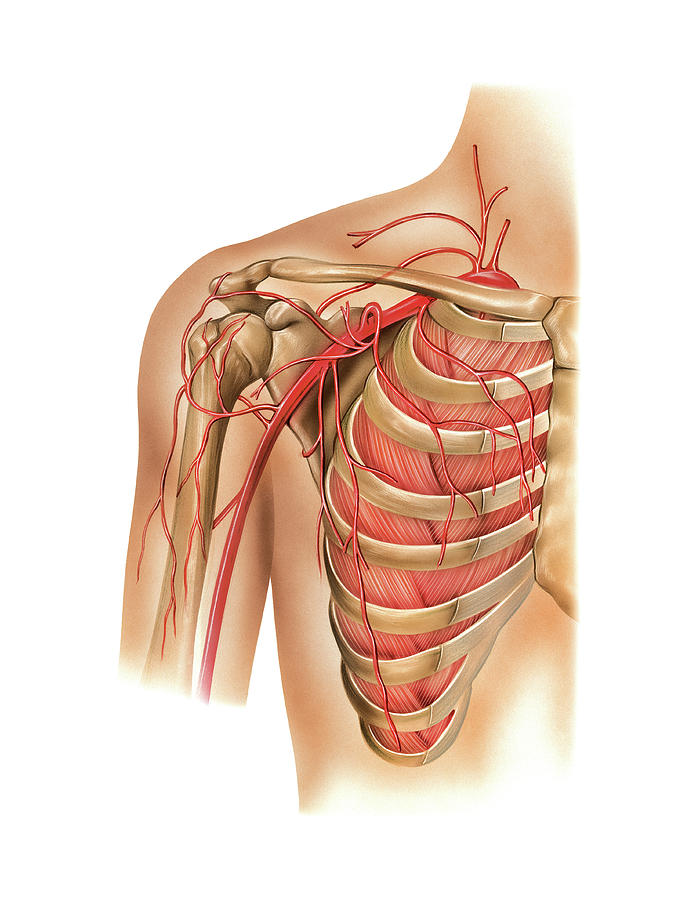 Arterial System Of The Scapular Photograph By Asklepios Medical Atlas Sexiz Pix 6547