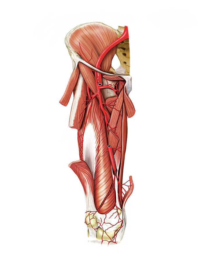 Anatomy Photograph - Arterial System Of The Thigh #1 by Asklepios Medical Atlas