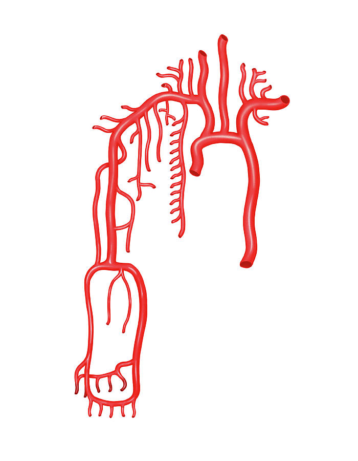 Arterial System Of The Upper Body Photograph By Asklepios Medical Atlas