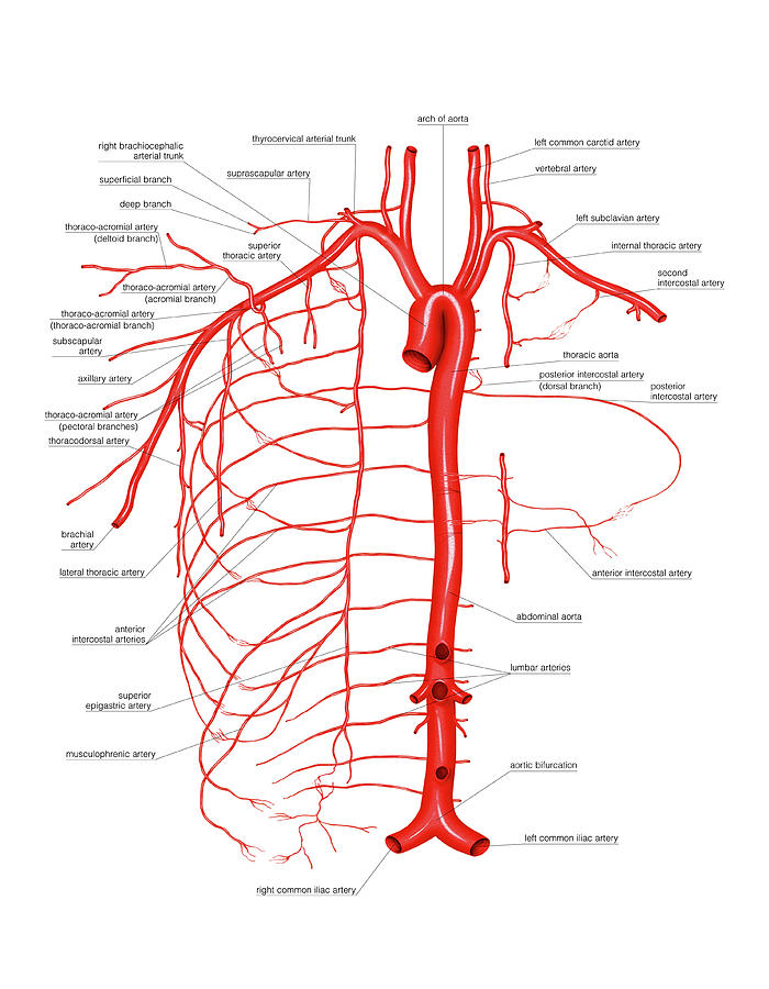 internal thoracic artery