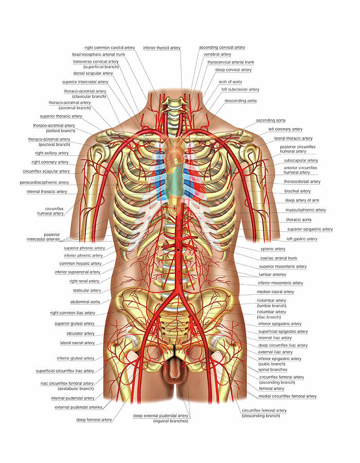 Arterial System Of Trunk 1 By Asklepios Medical Atlas