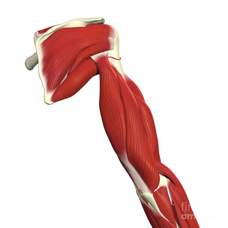 Arteries, Nerves And Muscles Of Arm Photograph by Medical Images ...