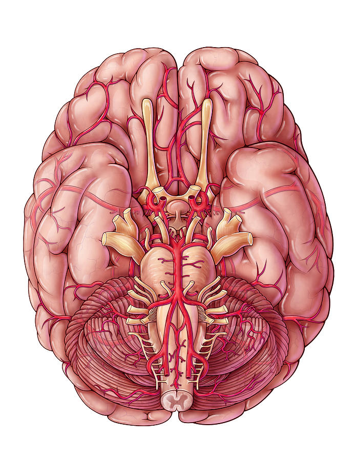 Arteries Of The Brain Illustration Photograph By Evan Oto Fine Art America 3268