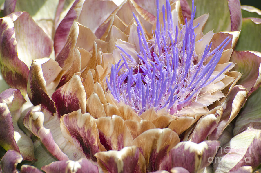 Artichoke flower #1 Photograph by Jim And Emily Bush