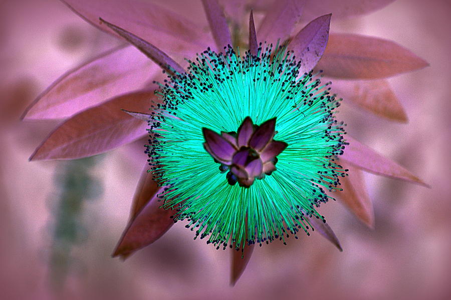 Artistic Bottle Brush Flower Photograph by AJ  Schibig