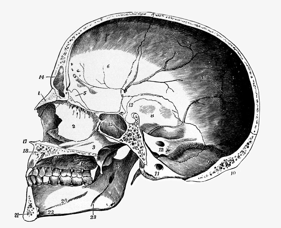 Artwork Of A Cross Section Through A Human Skull Photograph By Science Photo Library