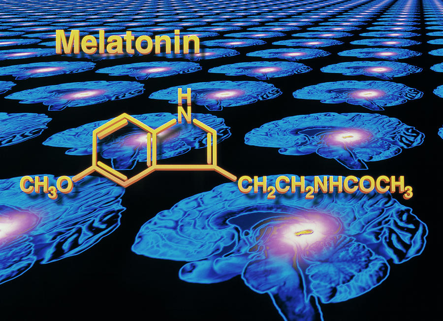 Artwork Of Melatonin Secretion By Pineal Gland #1 Photograph by Alfred Pasieka/science Photo Library