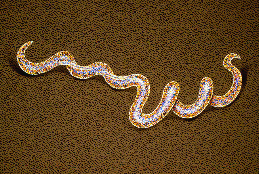 Artwork Of Syphilis-causing Bacteria #1 Photograph by Chris Bjornberg