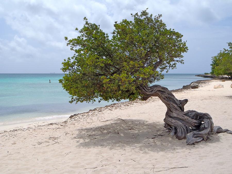 Aruba Divi Divi Tree #1 Photograph by Curtis Krusie