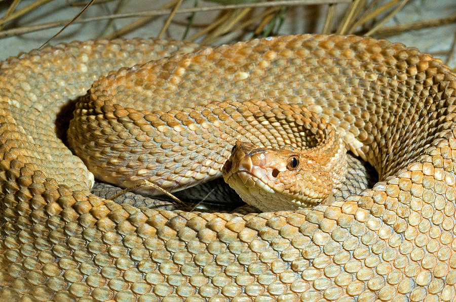 Aruba Island Rattlesnake Photograph By Millard Sharp Fine Art America   1 Aruba Island Rattlesnake Millard Sharp 