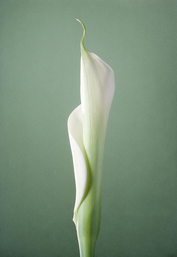 Arum Flower #1 Photograph by Perennou Nuridsany