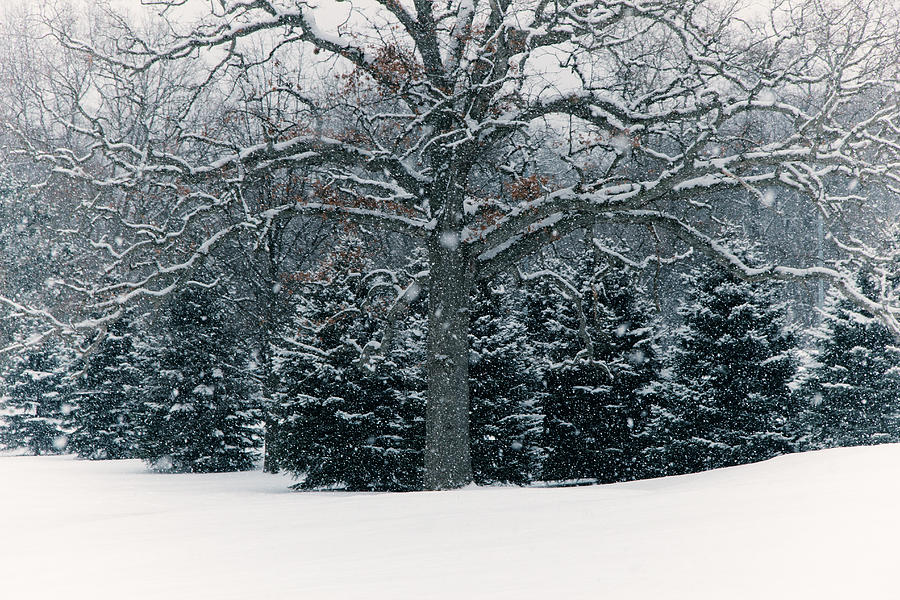 As the Snow Flies #1 Photograph by Rachel Cohen