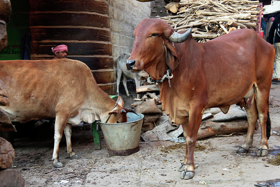 Animal Photograph - Asia, India, Varanasi #1 by Kymri Wilt