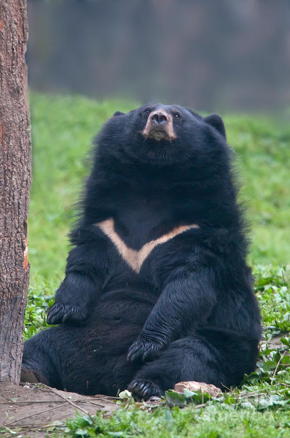 Asian Black Bear #1 Photograph by Mark Newman