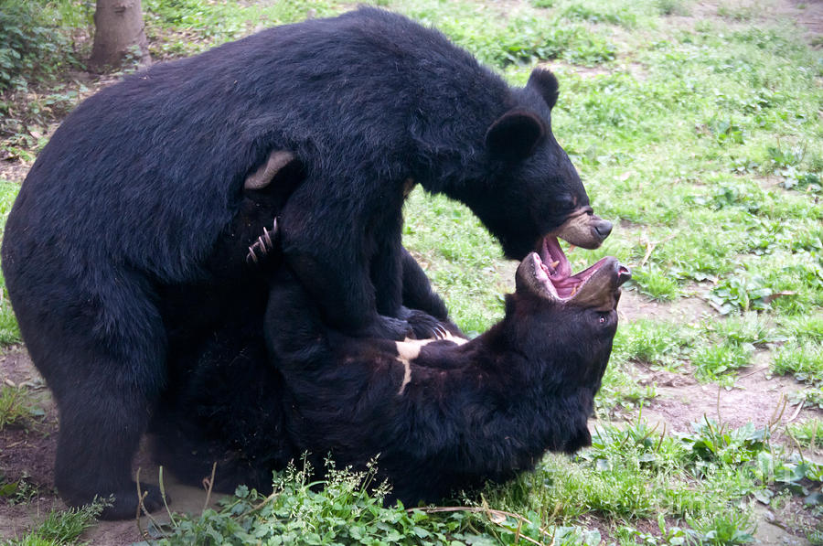 Asian Black Bears #1 Photograph by Mark Newman