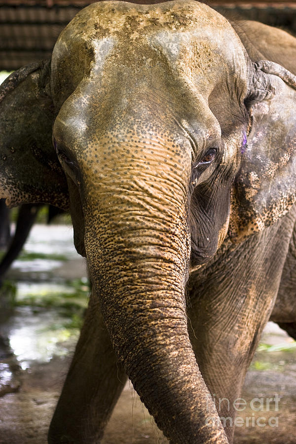 Asian Elephant Photograph by Jorgo Photography