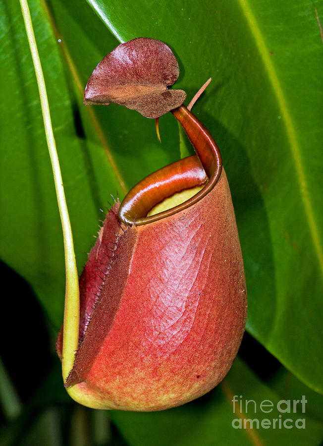 Asian Pitcher Plant Photograph by Millard H. Sharp