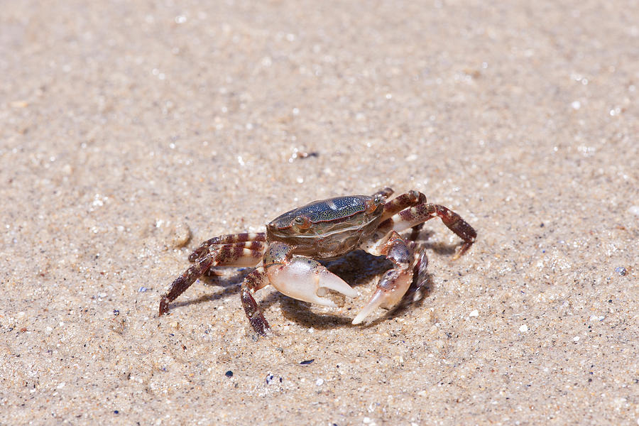 Asian Shore Crab #1 Photograph by Andrew J. Martinez