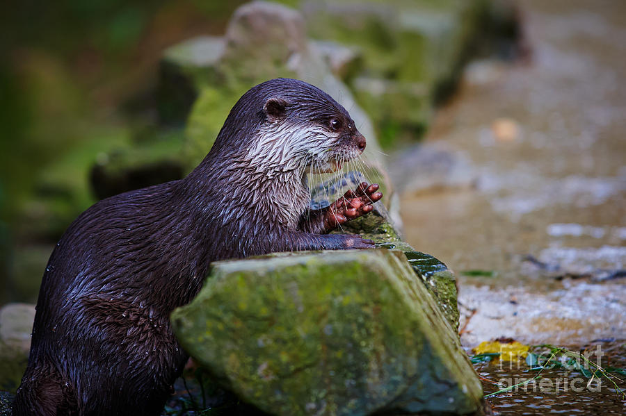 Asian small clawed otter #2 Photograph by Nick  Biemans