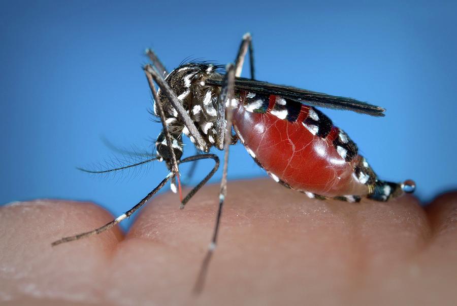 Asian Tiger Mosquito #1 Photograph by Cdc/science Photo Library