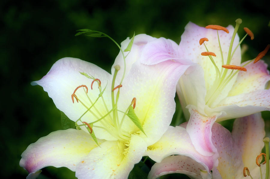 Summer Photograph - Asiatic Lily (lilium Sp.) #1 by Maria Mosolova/science Photo Library